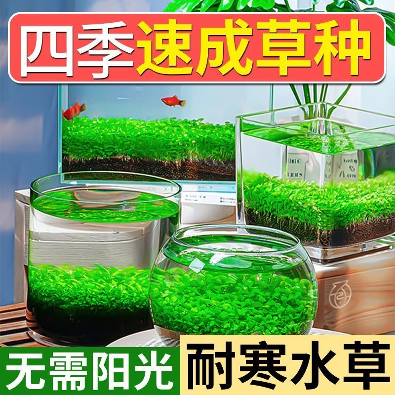 【2单送1包】水草泥陶粒砂沙鱼缸底砂水族造景套餐水草种四季种植