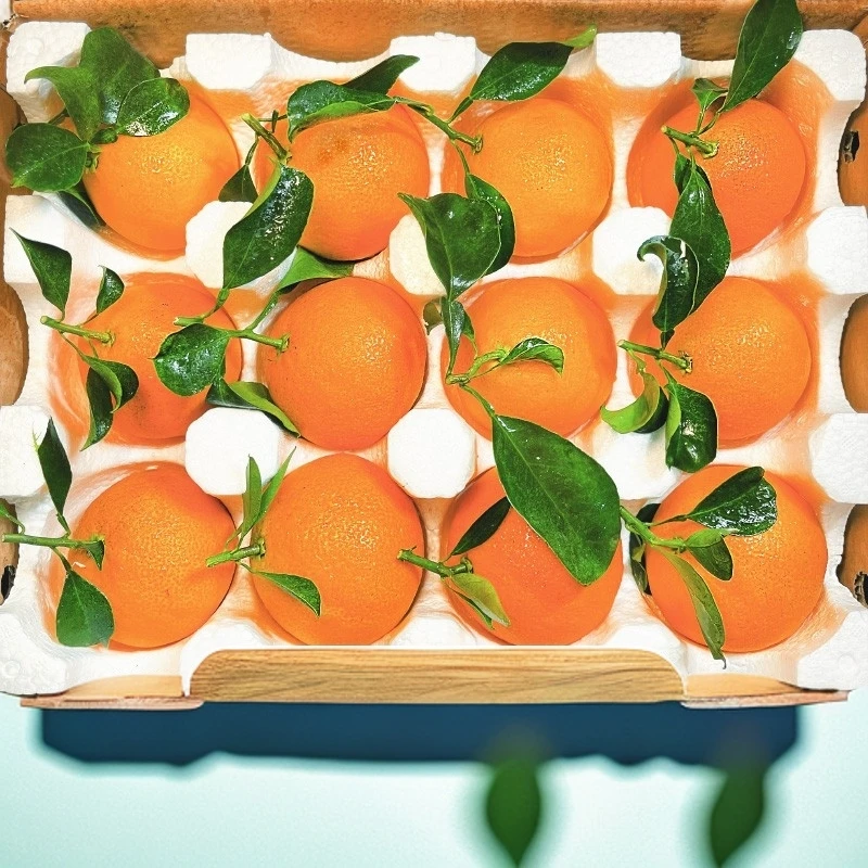 四川正宗爱媛38号果冻橙手动榨汁机应季新鲜采摘水果产地直发