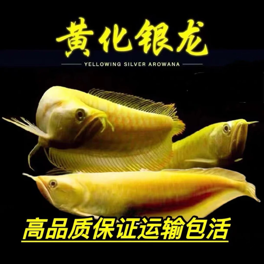 渔场直发精品练手黄化白子龙鱼活体