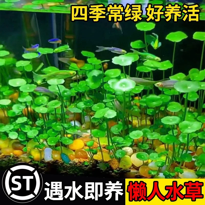 铜钱草水培植物室内好养花卉绿植盆栽客厅办公桌面四季水养珍珠草
