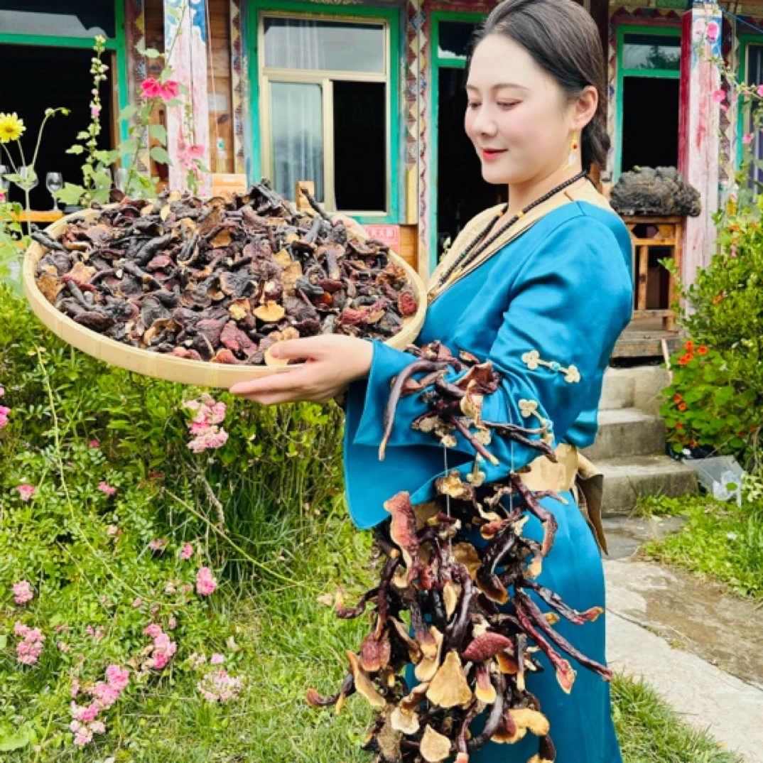 西藏灵芝 高山深处采挖