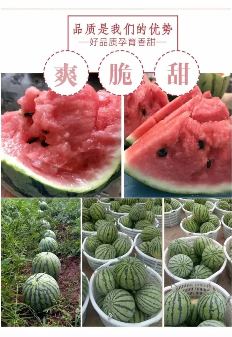 【2颗】嘉年华西瓜（有籽）-单颗5-6斤-限大同平城云 云冈区可拍