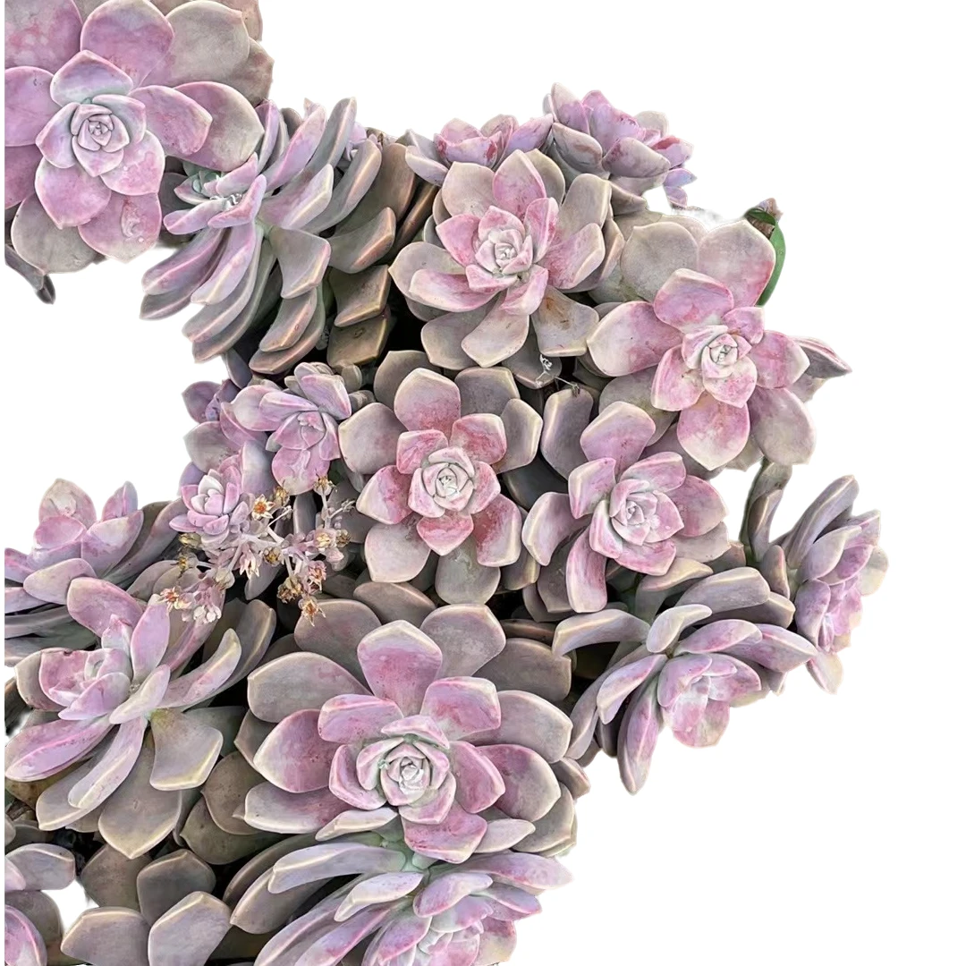 精品多肉 玫瑰紫乐（两颗）