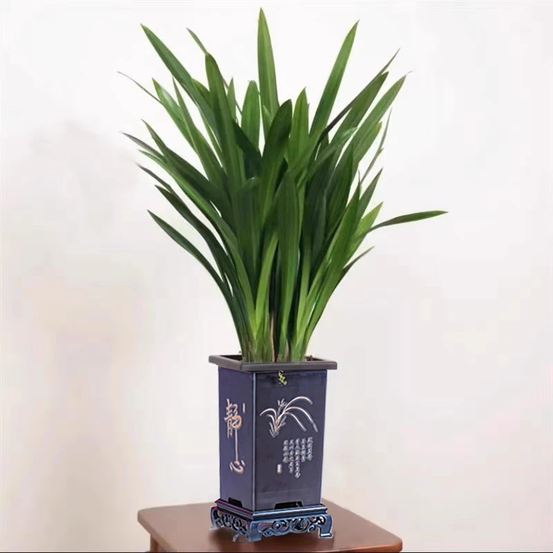 带多花苞开花浓香新品年宵花大红大紫大花蕙兰花苗室内客厅阳台花