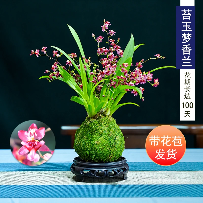 带多枝花红色浓香梦香文心兰苔藓球室内客厅办公桌花卉懒人可水培