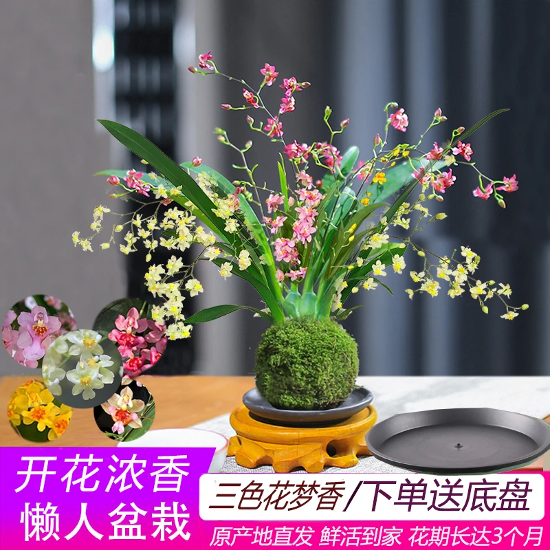 三色花浓香文心兰苔藓球梦香多种花色红粉白黄组合花色可水培室内