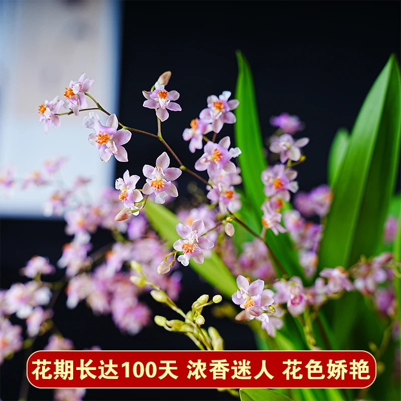 多种颜色香水兰带多枝花红黄粉色浓香梦香文心兰室内花卉懒人水培
