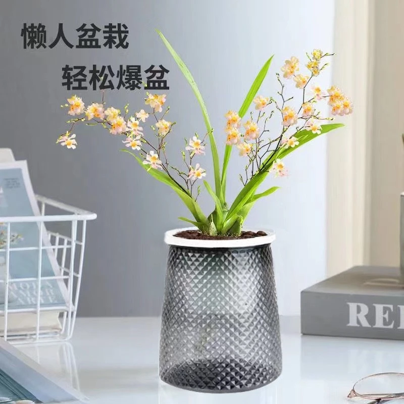 带花苞多种颜色香水文心兰水培懒人盆栽梦香兰桌面绿植室内花卉