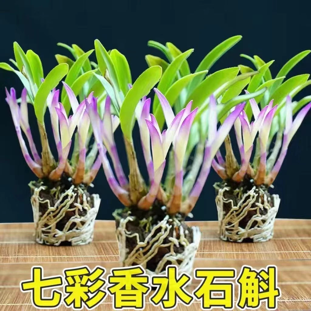 七彩香水石斛兰花四季开好养绿植浓香型可水培室内绿植物净化空气