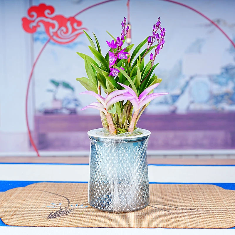 [春节开花 七彩香水石斛兰】浓香型花卉 绿植室内盆栽带花苞兰花