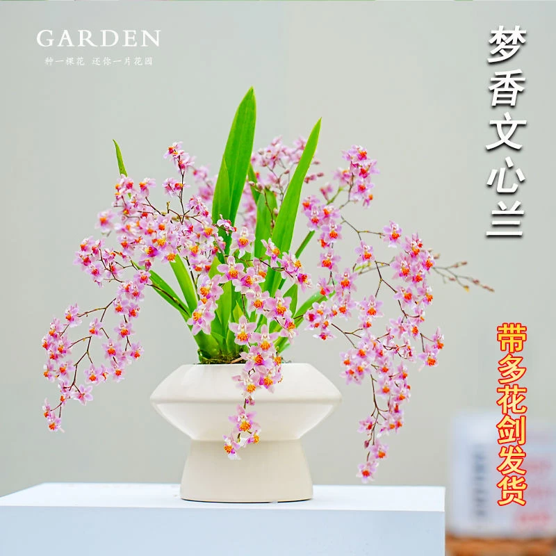 带花苞梦香文心兰盆栽室内开花有香味办公桌面好养卧室绿植物花卉