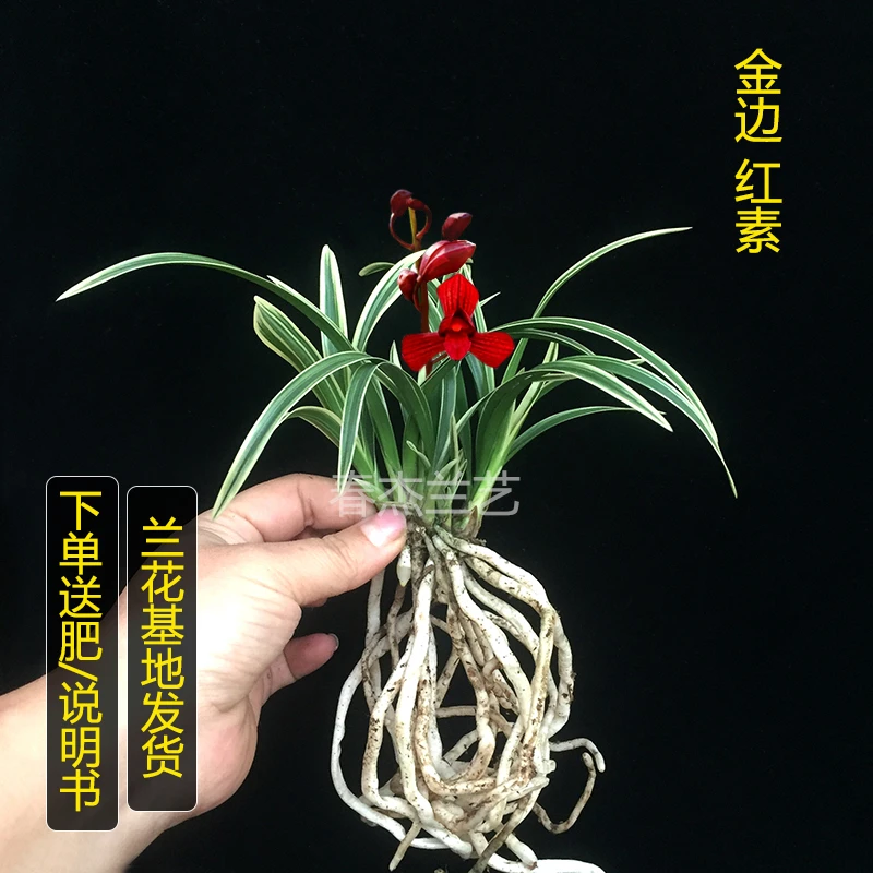 【金边浓香兰花】矮种四季兰花苗红素容易养活开花室内小兰花盆栽