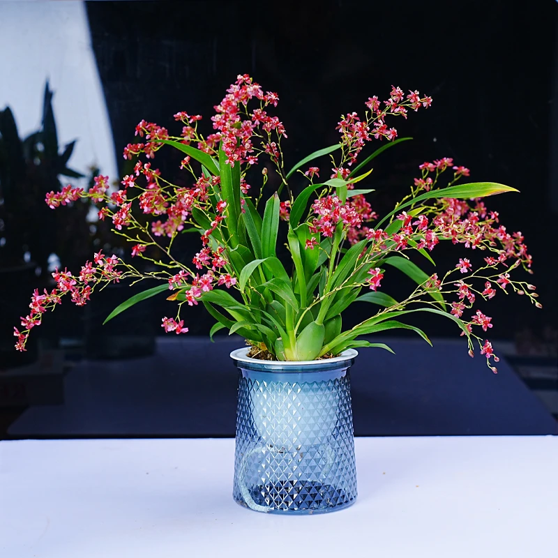 3种颜色梦香带多枝花 红 黄 粉色开花浓香文心兰室内花卉懒人水培