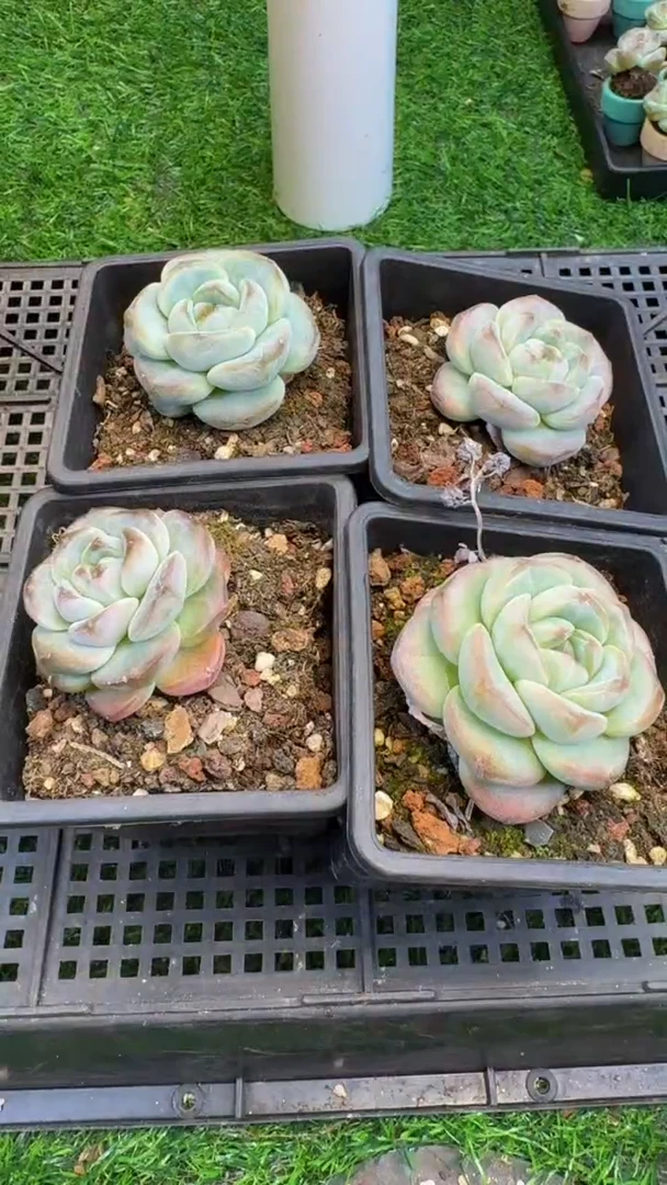 【闪购商品】34号冰玉杂2颗6cm左右（满18包邮）