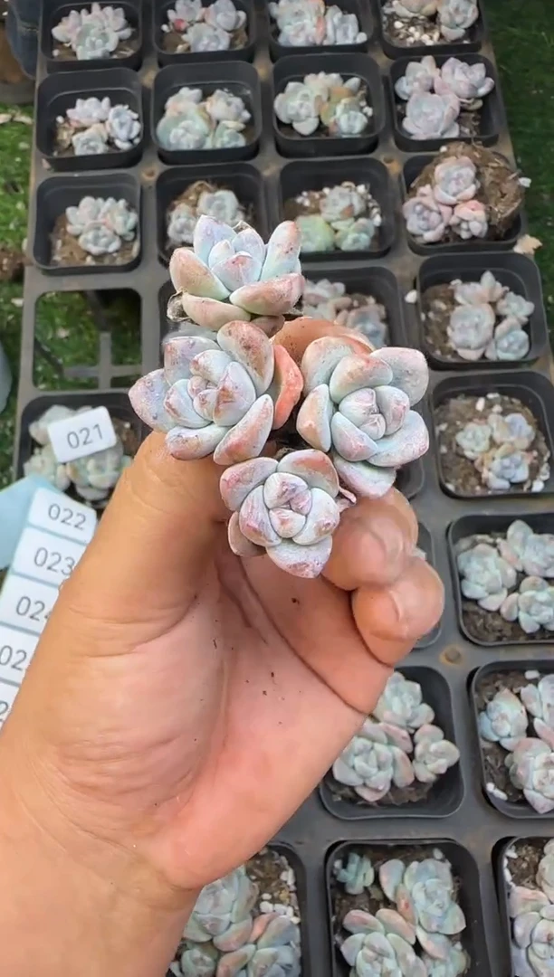 【闪购商品】A021小树冰玉