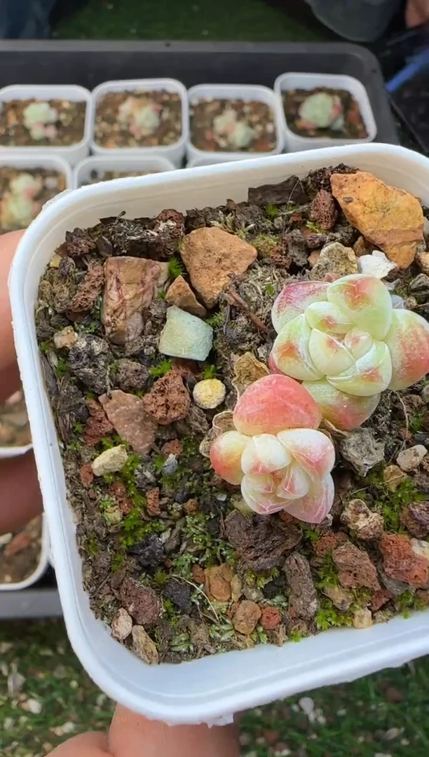 【闪购商品】022米粒冰玉6颗混发