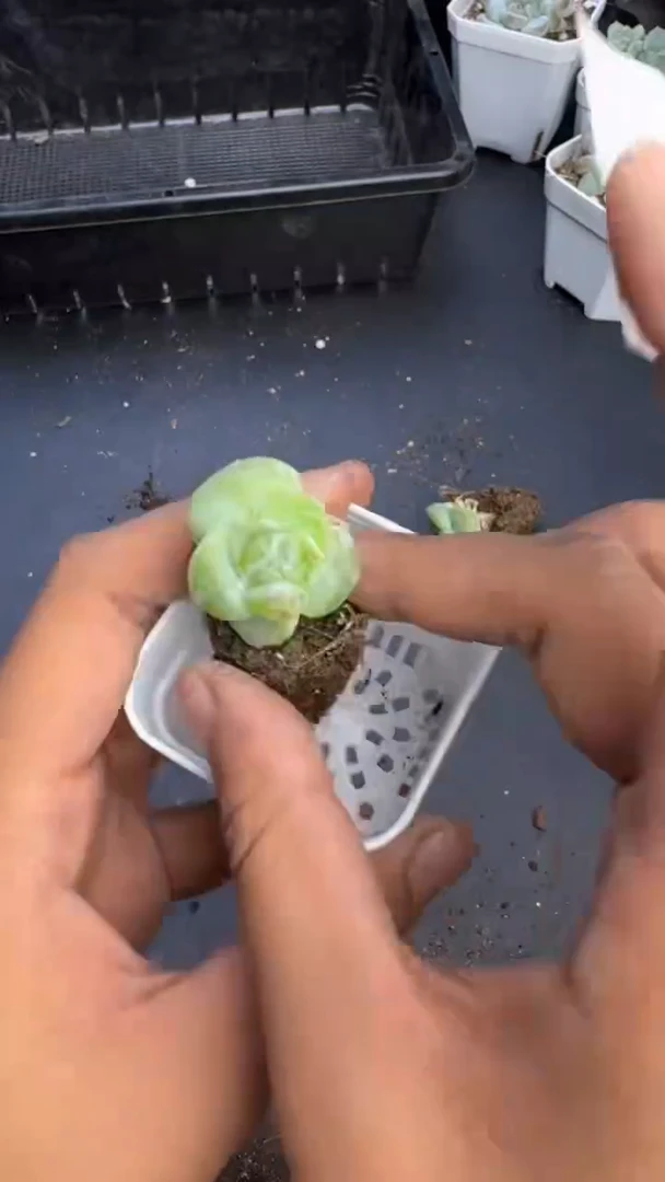 【闪购商品】233号1颗 江北19.9包邮