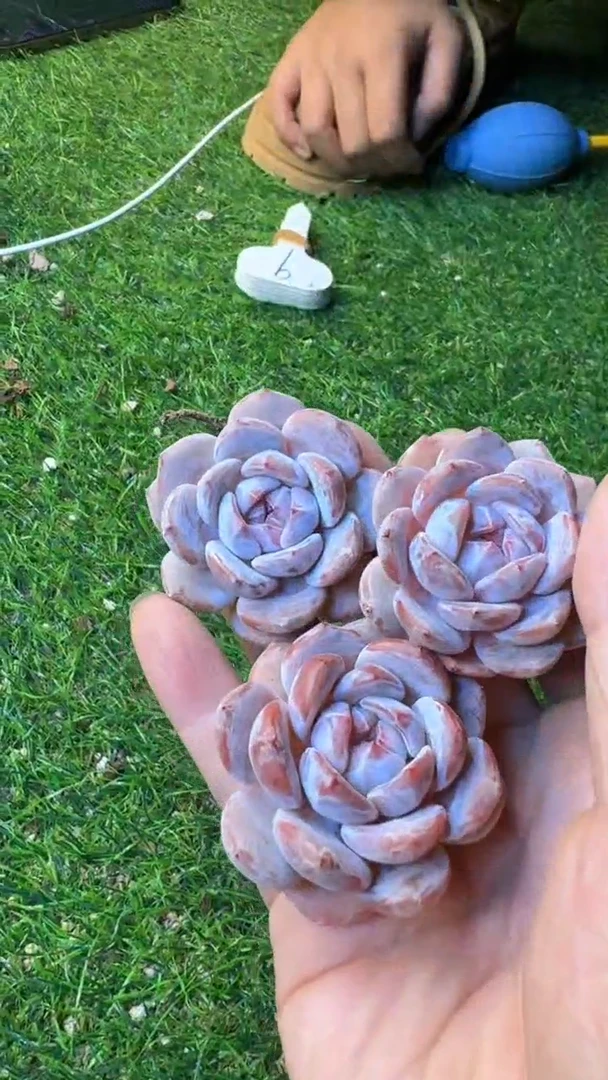 【闪购商品】045号石榴籽星影一颗—江北多肉18包邮