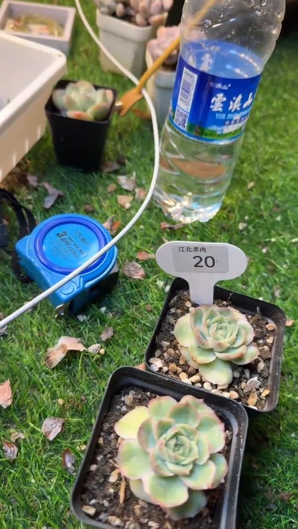 【闪购商品】020号虾饺一颗—江北多肉18包邮