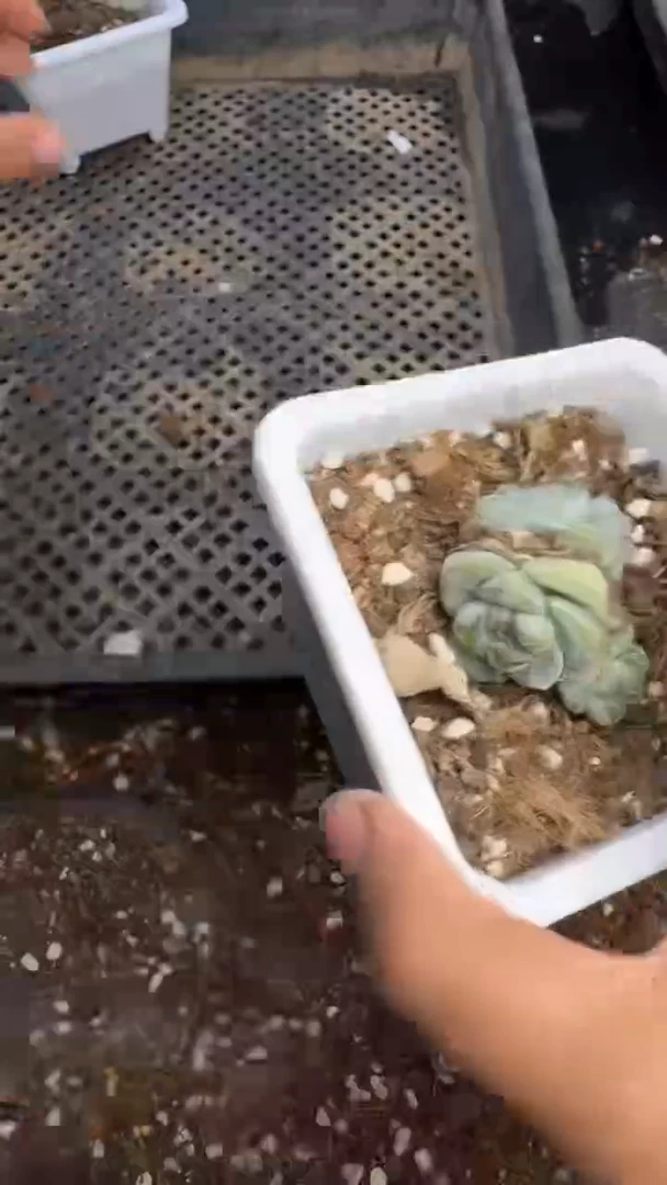 【闪购商品】208号1颗 江北19.9包邮