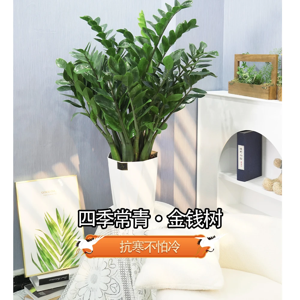 【苏阁】大型金钱树91-100CM高盆栽好养绿植四季常青室内客厅白色盆
