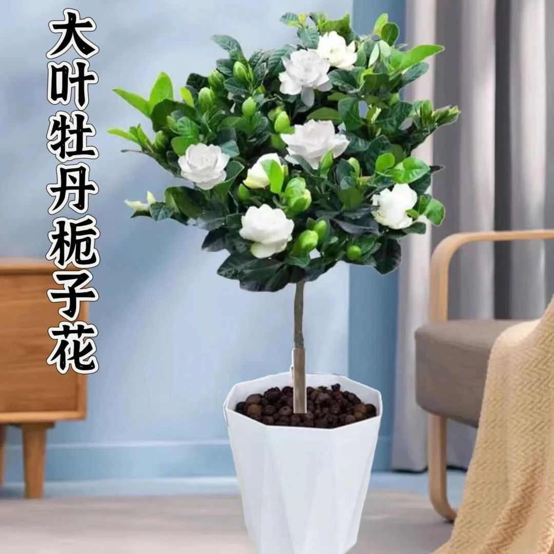 大叶牡丹栀子花室外地栽庭院花卉绿植阳台盆栽植物耐旱白色养护
