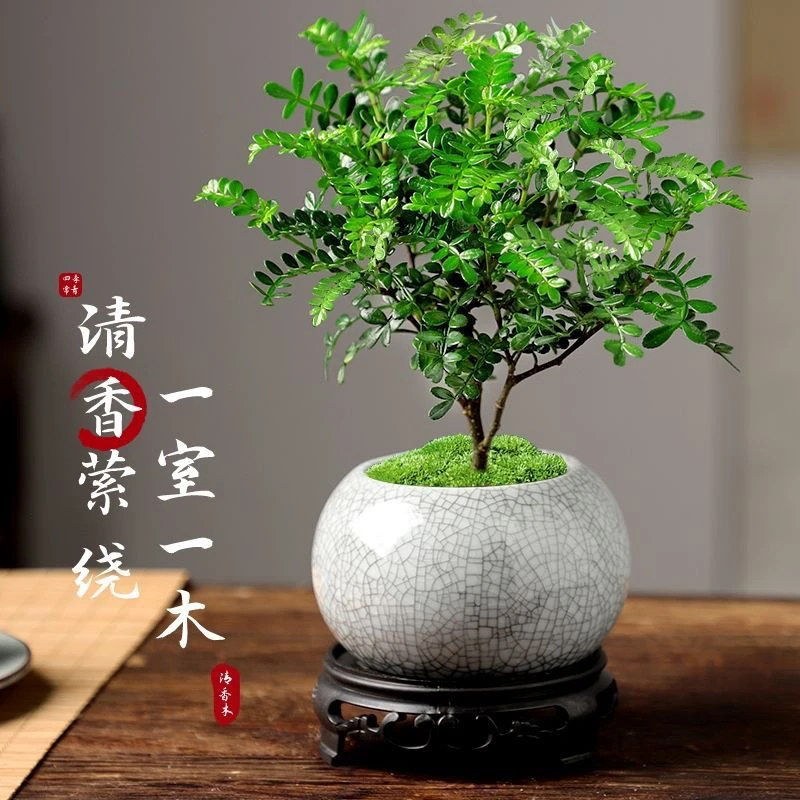 【清香胡椒木】盆栽正宗驱蚊草室内花卉绿植除甲醛净化空气驱蚊植物