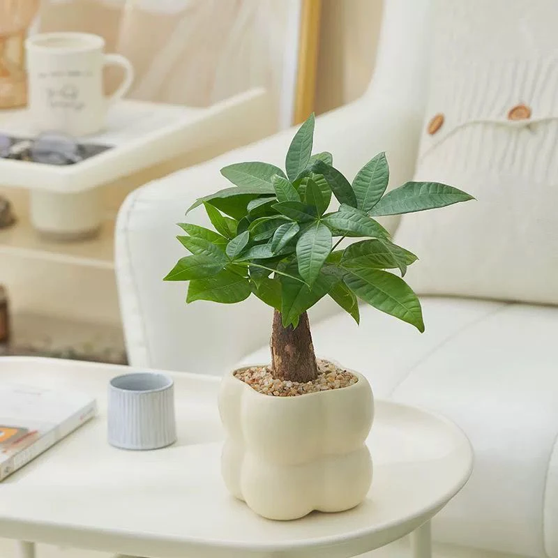 发财树盆景室内绿植花卉发货大气办公室桌面四季好养招财植物摆件