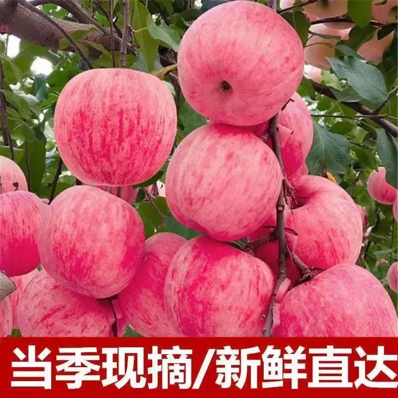 水果新鲜当季时令大苹果
