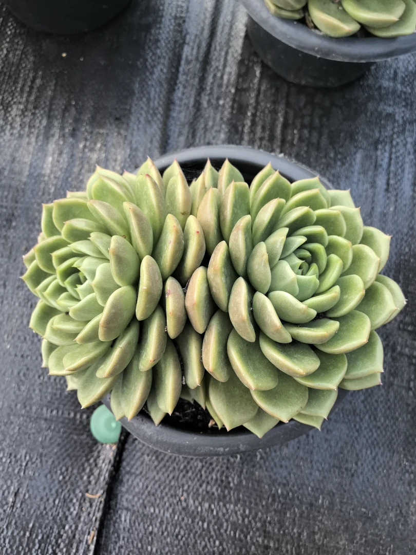 多肉白玫瑰（23cm盆）整桩整群无砍老桩双头起发货