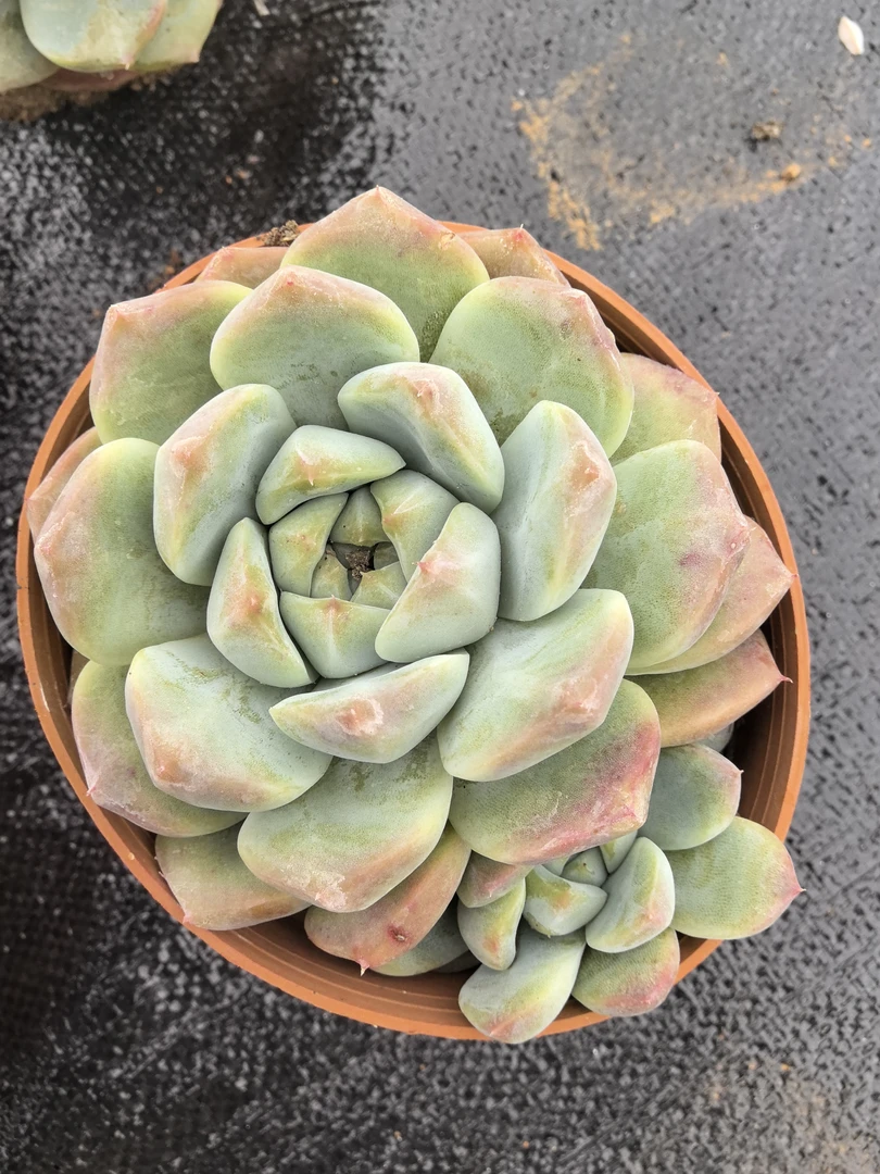 多肉阿尔巴佳人（整桩整群无砍双头起发货）满15包邮