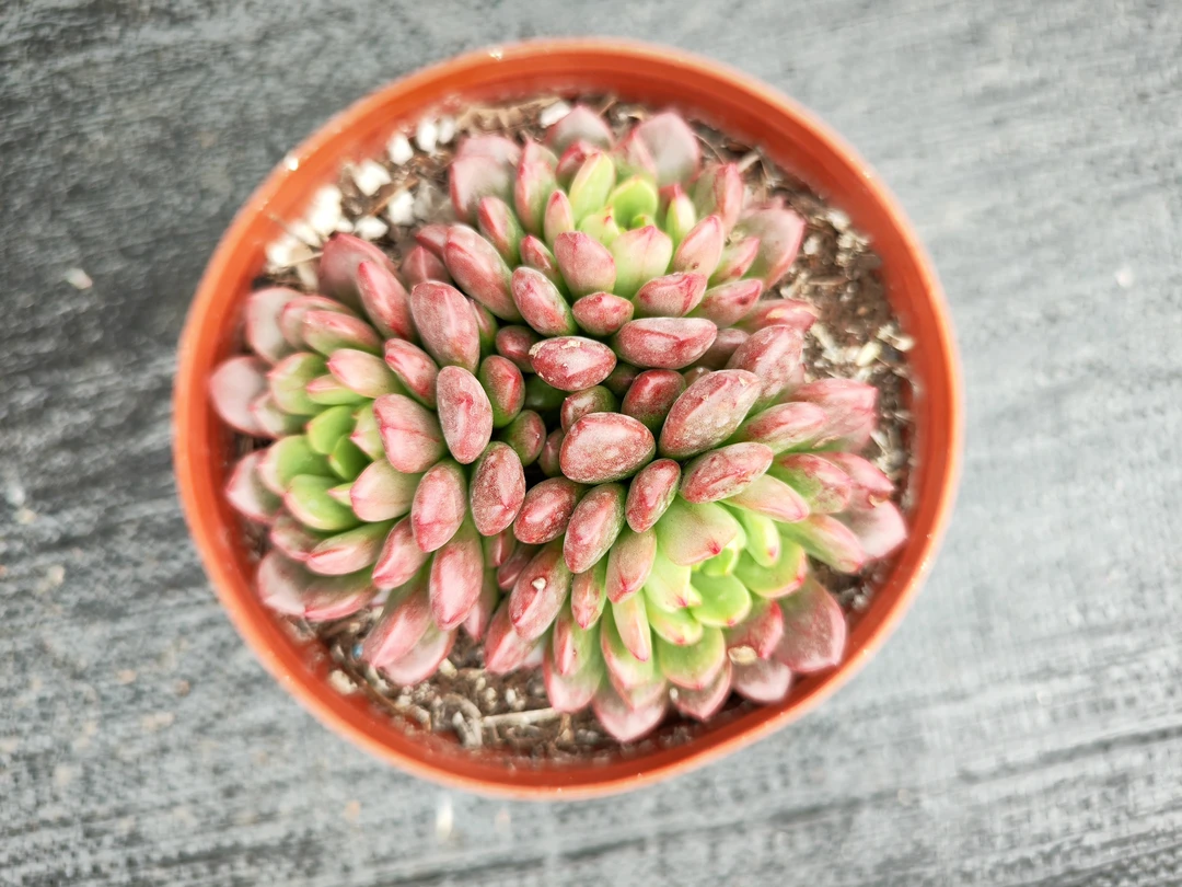 多肉红宝石（整桩整群无砍，三头起发）满15包邮