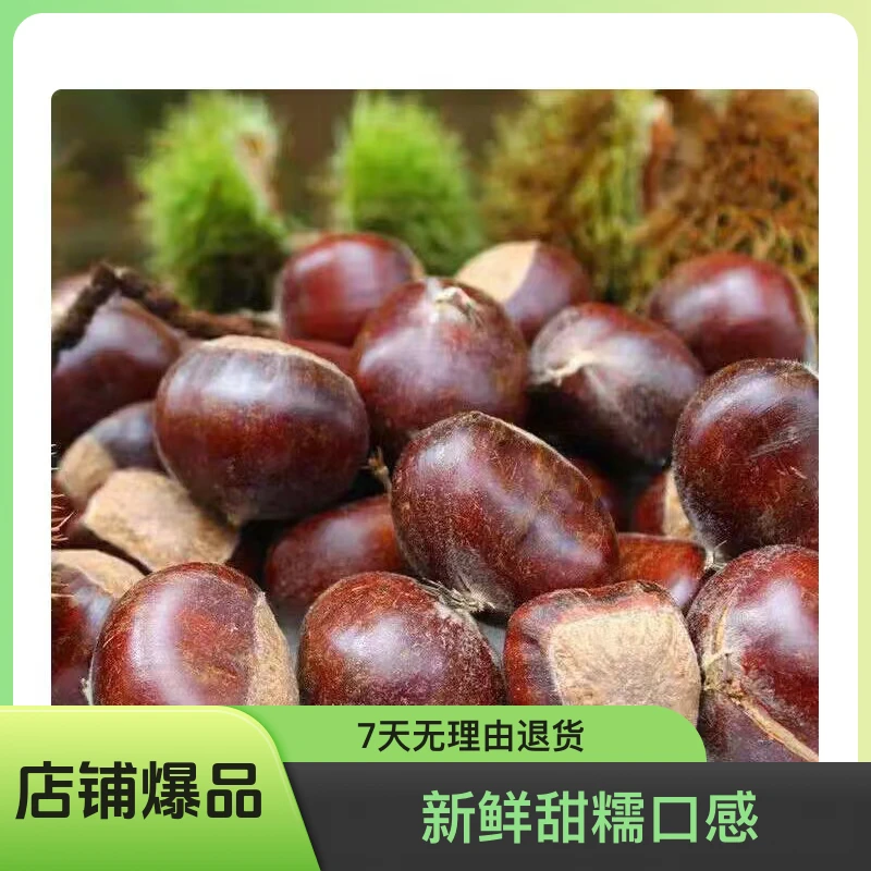 便宜)500g唐山遵化板栗结婚用新鲜甜糯野生栗子油栗