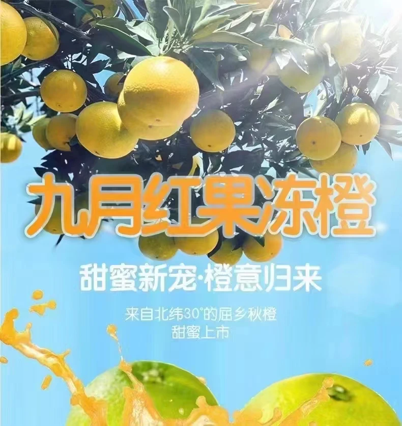 秭归九月红秋橙，果冻橙爆汁橙，5斤