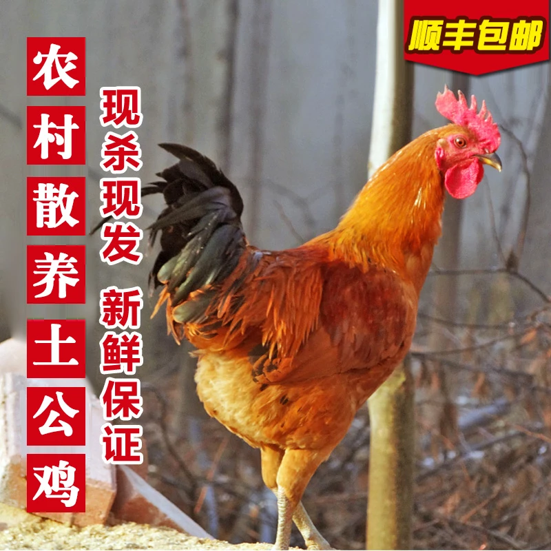 散养土公鸡正宗农家纯散养新鲜鸡肉随机现杀速冻现货发【福利款】