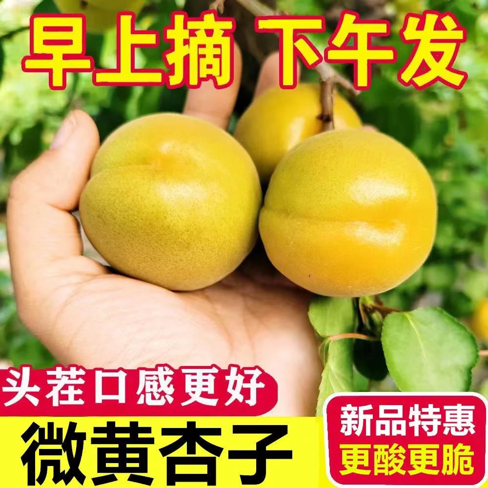 【顺丰/京东】半青半黄金太阳酸杏子脆爽口孕妇水果新鲜采摘微黄杏