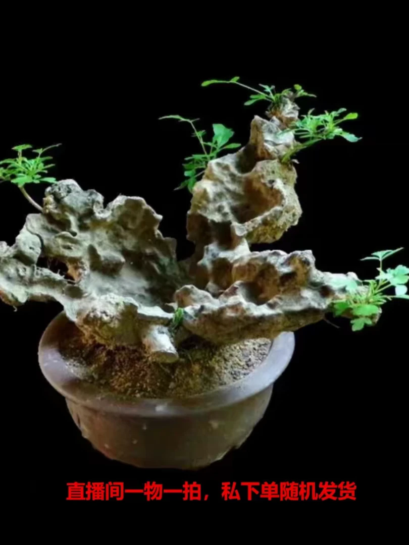 黄荆盆景老桩造型疙瘩精品怪桩生桩熟桩盆景适合室内办公室庭院