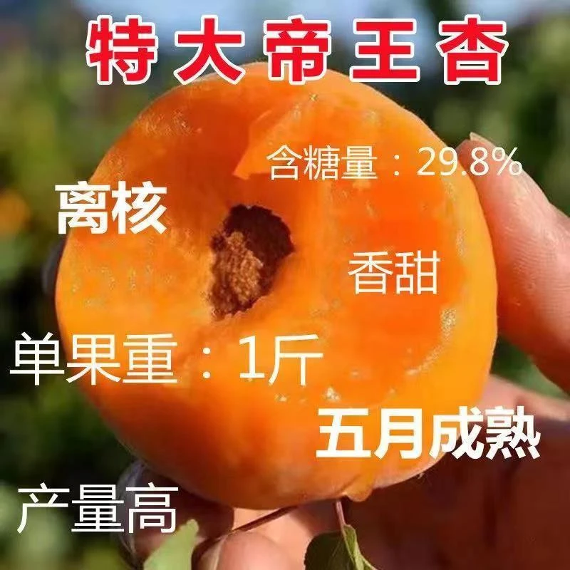 嫁接帝王杏树苗凯特金沙杏子树苗新品特大四月杏果树苗南北方种植