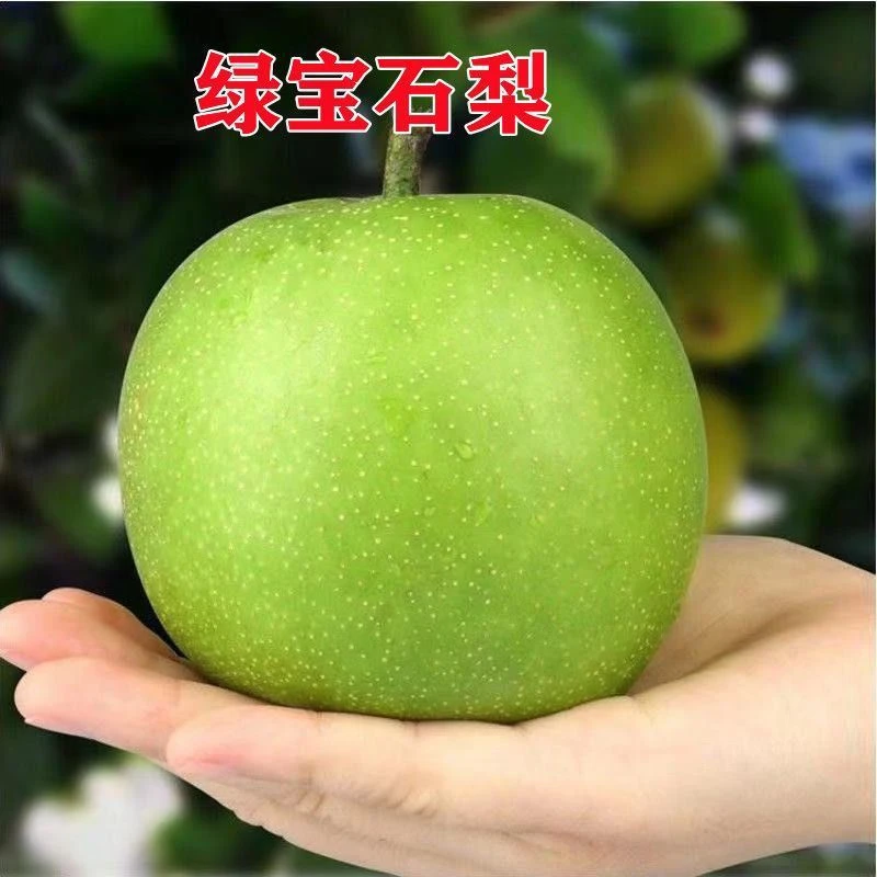 嫁接果树苗緑宝石梨树苗梨子南北方种植品种当年结果特大水果地栽