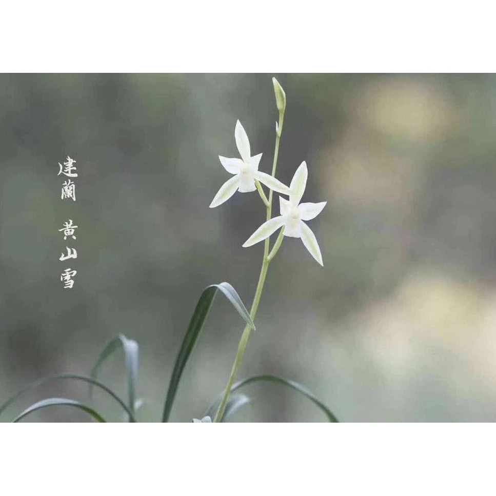 【黄山雪】建兰名品 老种2苗 花开浓香对版高档养兰