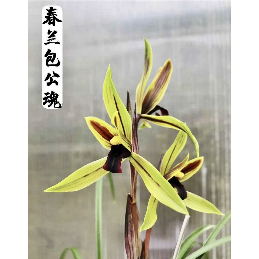 【包公魂】春兰名品 老种2苗 高端兰花 花开浓香