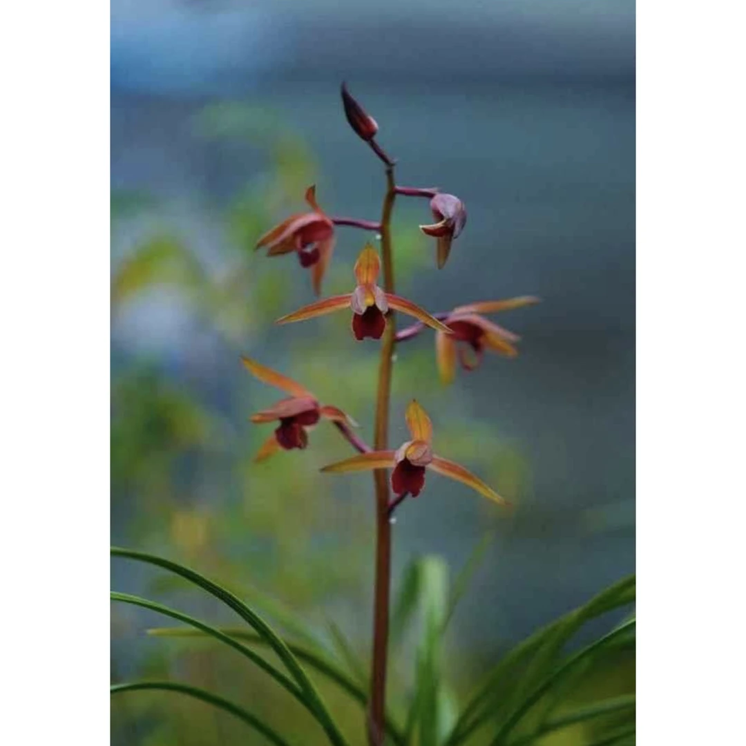 【朱雀】惠兰名品 老种2苗 高端兰花 花开浓香
