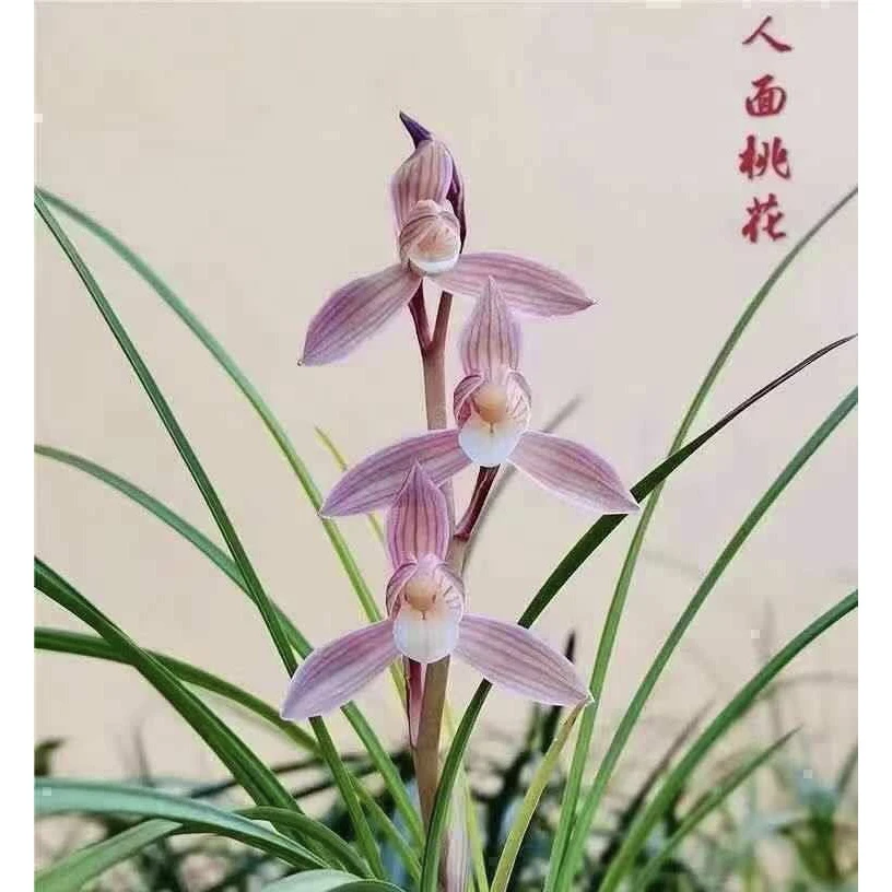 【人面桃花】莲瓣兰名品 老种2苗 花开浓香 好养易活 对版
