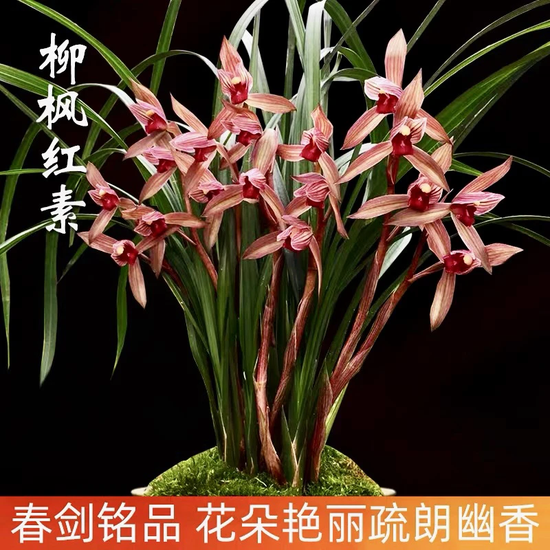 【柳风红素】春剑名品 2苗 花开浓香 好养易活 对版