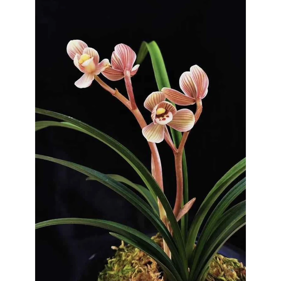 【镇荷】莲瓣兰名品 老种2苗 花开浓香 好养易活 对版