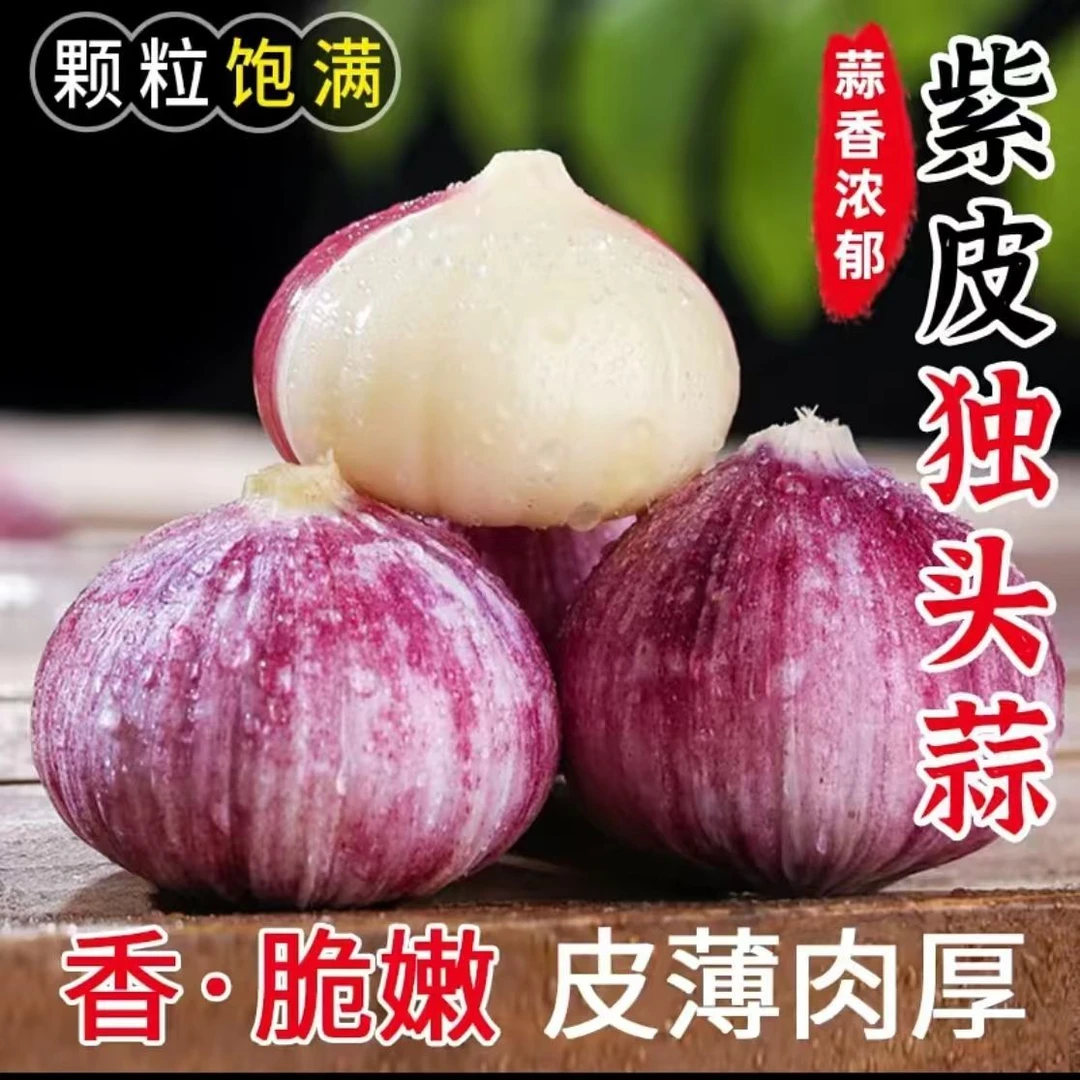 紫皮蒜独头大蒜云南紫皮独头蒜新鲜紫皮大蒜优质单头蒜种籽