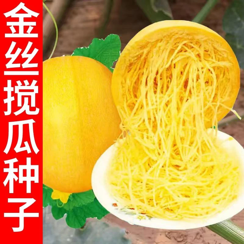 金丝绞瓜种子金丝搅瓜种籽崇明金丝瓜黄金瓜粉丝瓜种子蔬菜种子