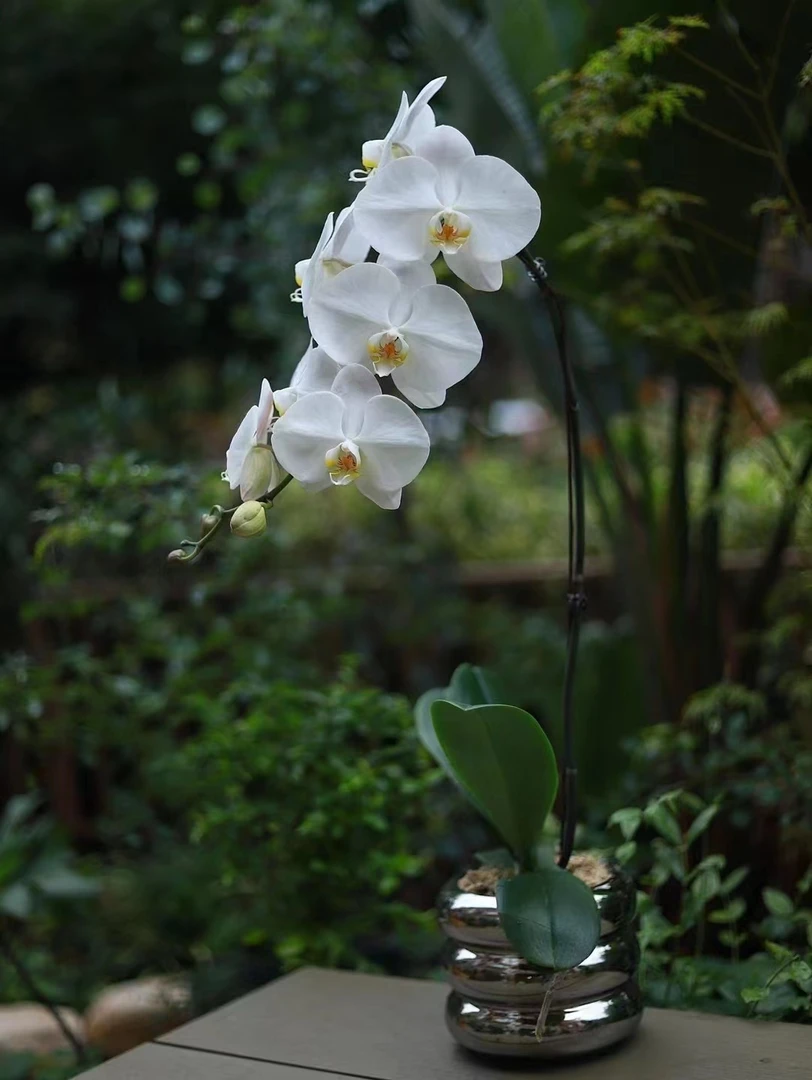 带花发货蝴蝶兰花卉好养绿植客厅电视柜办公桌装饰摆件餐桌盆栽