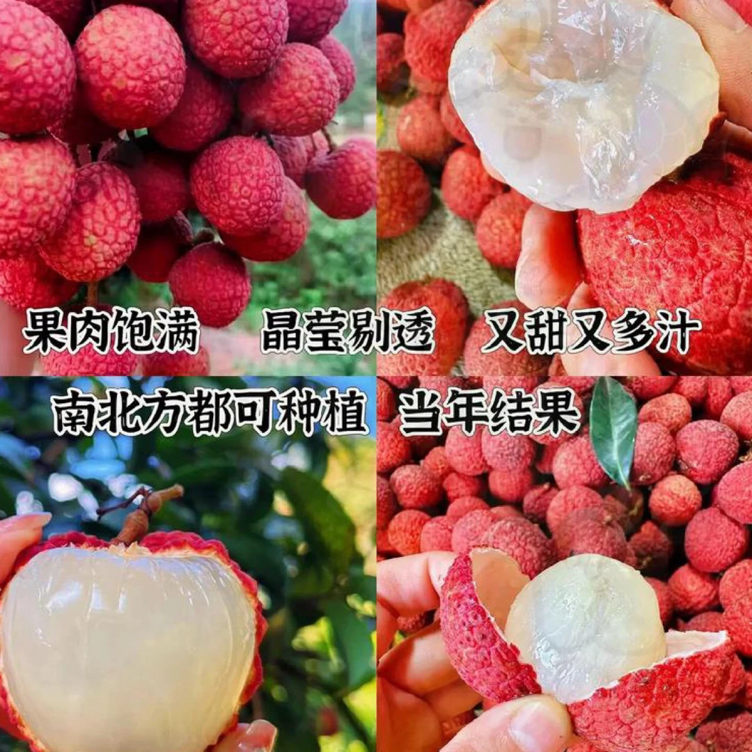 无核荔枝苗正品嫁接苗带土带叶发货