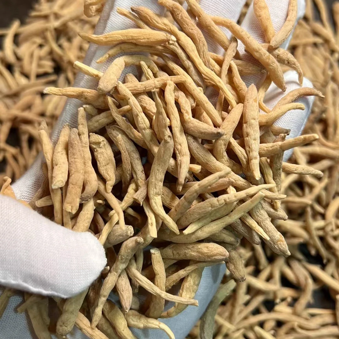 孩儿shen参 煲汤【宏达滋补鱼胶】